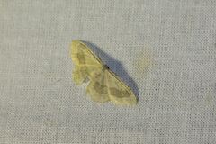 Idaea aversata