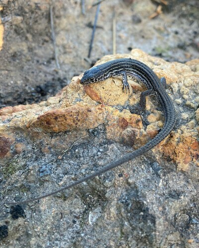 Tiger Lizard, Nucras tessellata