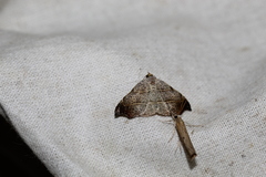 Laspeyria flexula