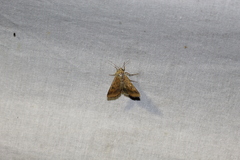 Helicoverpa armigera