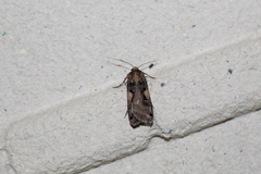 Xestia c-nigrum