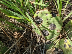 Phyllosticta concava