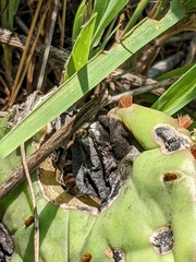 Phyllosticta concava