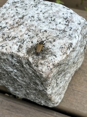 Trigonarthris subpubescens