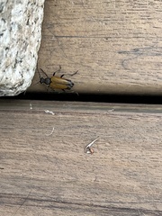 Trigonarthris subpubescens