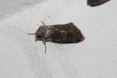Agrotis bigramma