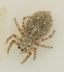 Attulus distinguendus