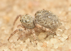 Attulus distinguendus