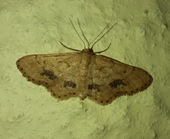 Idaea belemiata