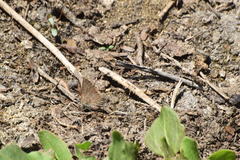 Satyrium tetra