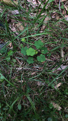 Oxalis