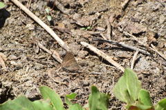 Satyrium tetra