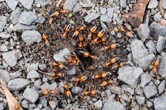 Opisthopsis picta