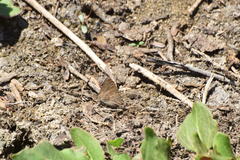 Satyrium tetra