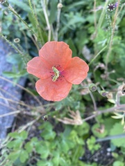 Papaver