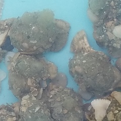 Molgula manhattensis