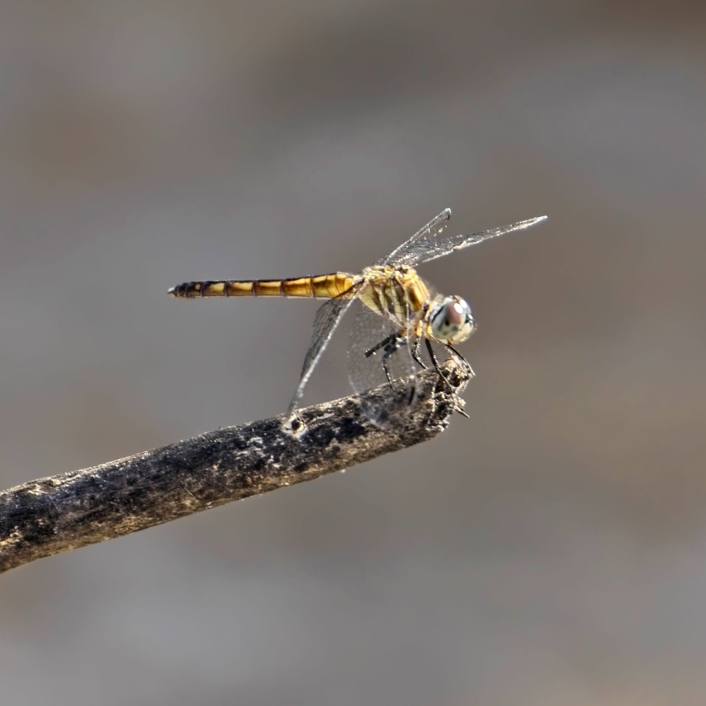 Blue Dasher from Avondale, AZ, USA on July 14, 2022 at 07:51 AM by ...