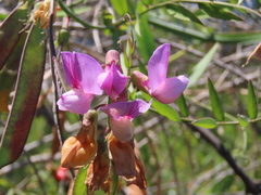 Lathyrus jepsonii jepsonii
