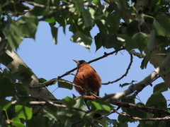 Turdus migratorius propinquus