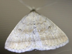 Zanclognatha marcidilinea