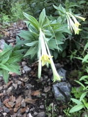 Lithospermum macromeria