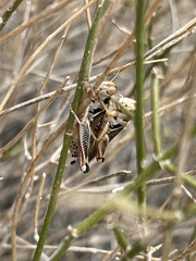 Melanoplus arizonae