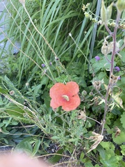 Papaver