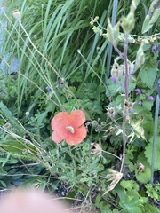 Papaver