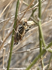 Melanoplus arizonae