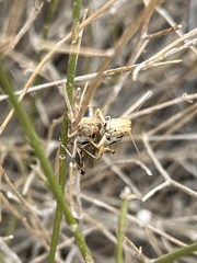 Melanoplus arizonae