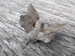 Laothoe populi