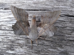 Laothoe populi