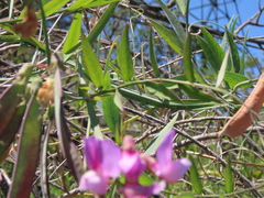 Lathyrus jepsonii jepsonii