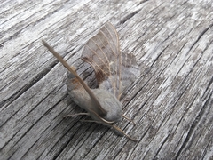 Laothoe populi