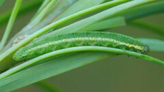 Pristiphora laricis