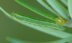 Pristiphora laricis