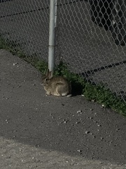 Sylvilagus floridanus