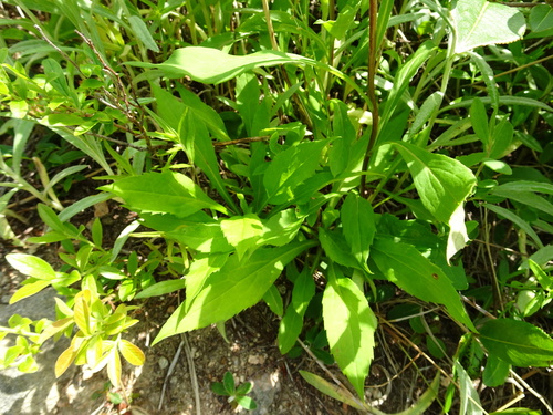 Solidago X beaudryi
