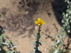 Lessingia pectinata tenuipes