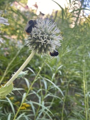 Bombus