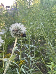Bombus