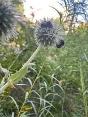 Bombus