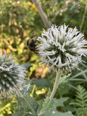 Bombus