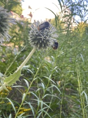 Bombus