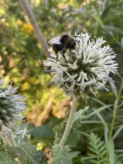 Bombus