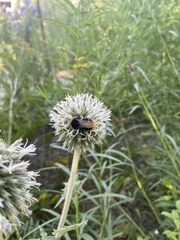 Bombus