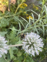 Bombus
