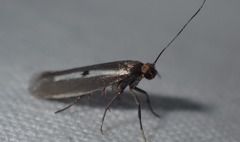 Parahyponomeuta egregiella