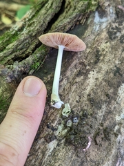 Volvariella nigrodisca