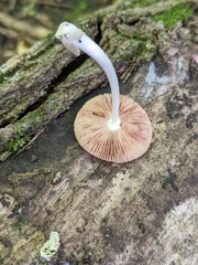 Volvariella nigrodisca